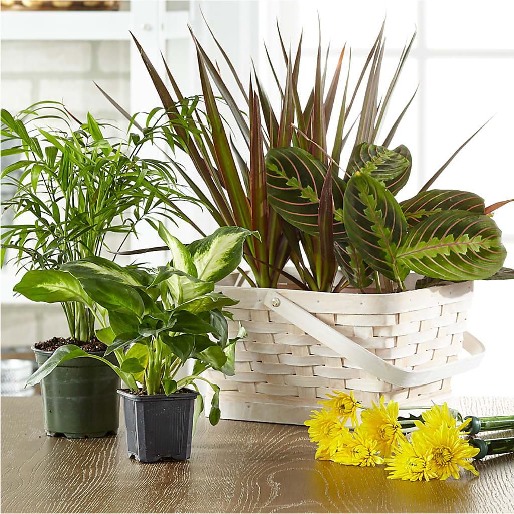 Florist Designed Blooming and Green Plants in a Basket – Floral Design At Evergreen Llc, Princeton NC