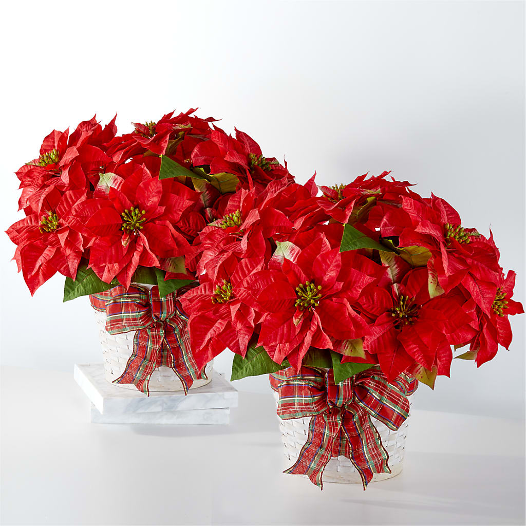 Happiest Holidays Poinsettia Bundle – Floral Design At Evergreen Llc, Princeton NC