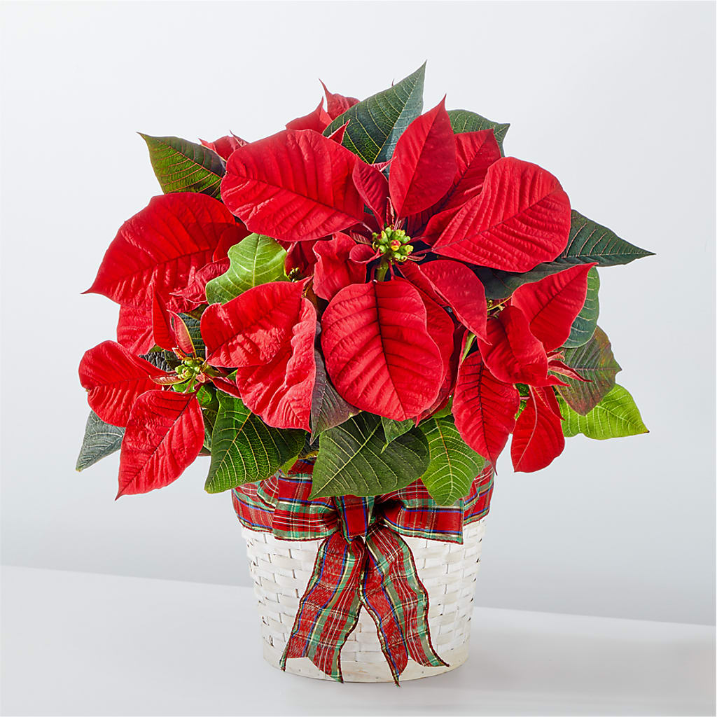 Happiest Holidays Poinsettia – Floral Design At Evergreen Llc, Princeton NC