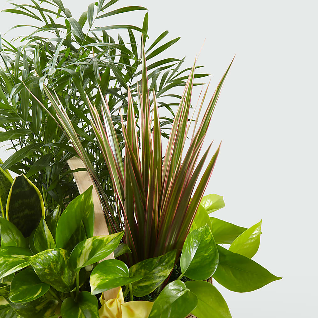 French Garden – Floral Design At Evergreen Llc, Princeton NC