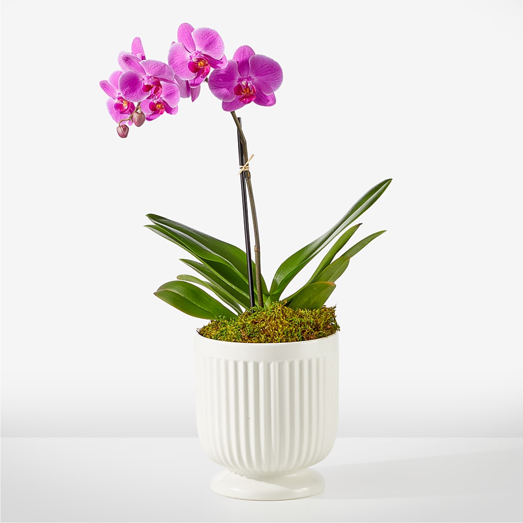 Friendly Fuchsia Orchid – Floral Design At Evergreen Llc, Princeton NC