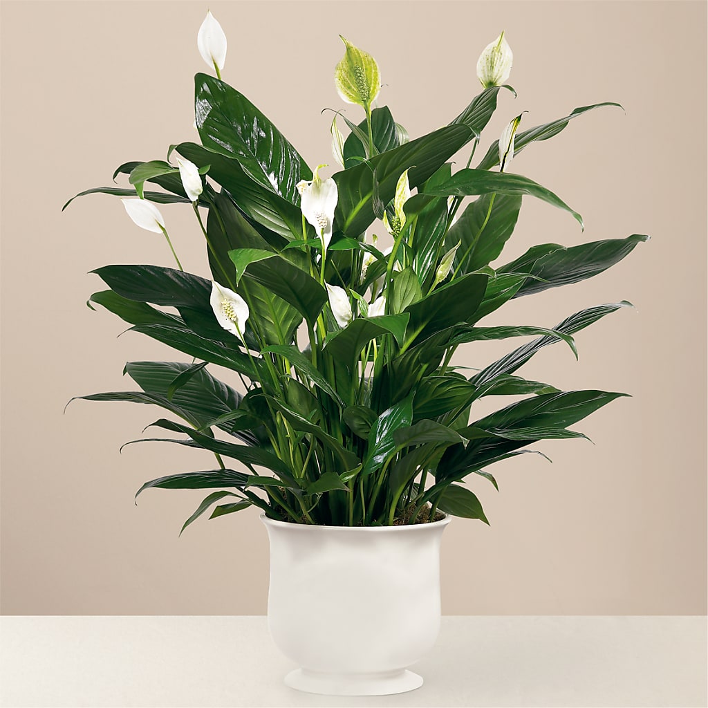 Comfort Planter – Floral Design At Evergreen Llc, Princeton NC
