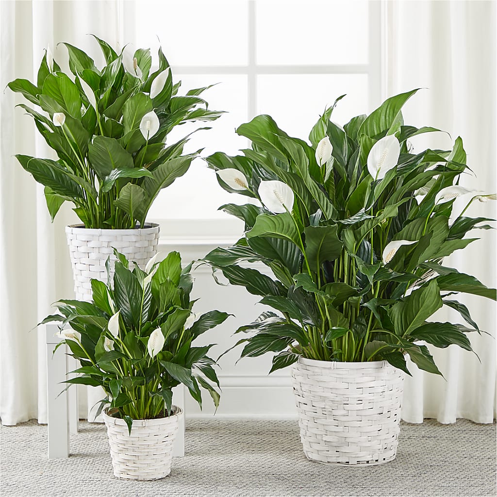 A New Leaf Peace Lily – Floral Design At Evergreen Llc, Princeton NC