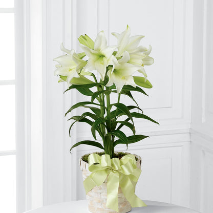 Easter Lily Plant –  Floral Design At Evergreen Llc, Princeton NC