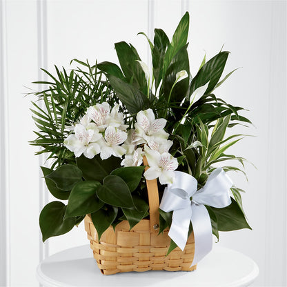 Peace & Serenity Dishgarden –  Floral Design At Evergreen Llc, Princeton NC