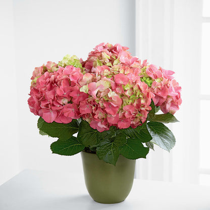 Pink Hydrangea Planter –  Floral Design At Evergreen Llc, Princeton NC