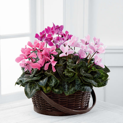 Mixed Cyclamen Planter –  Floral Design At Evergreen Llc, Princeton NC