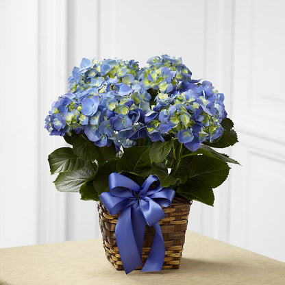 Blue Hydrangea Planter –  Floral Design At Evergreen Llc, Princeton NC