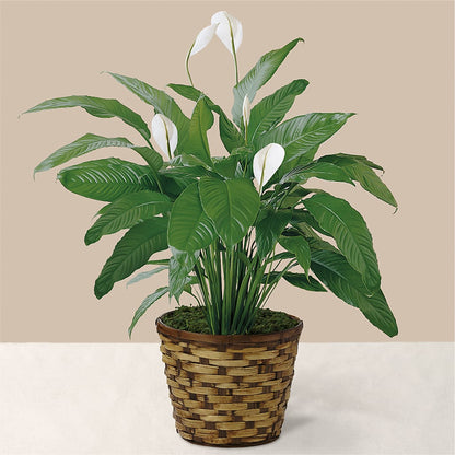 Tranquil Moments Peace Lily Plant –  Floral Design At Evergreen Llc, Princeton NC