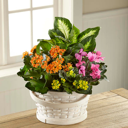 Color Crush Dishgarden –  Floral Design At Evergreen Llc, Princeton NC