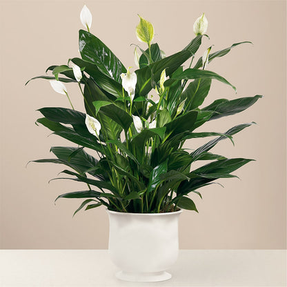 Comfort Planter –  Floral Design At Evergreen Llc, Princeton NC