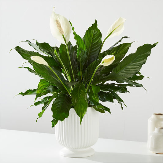 Comfort Planter –  Floral Design At Evergreen Llc, Princeton NC