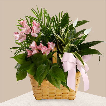Living Spirit Dishgarden –  Floral Design At Evergreen Llc, Princeton NC