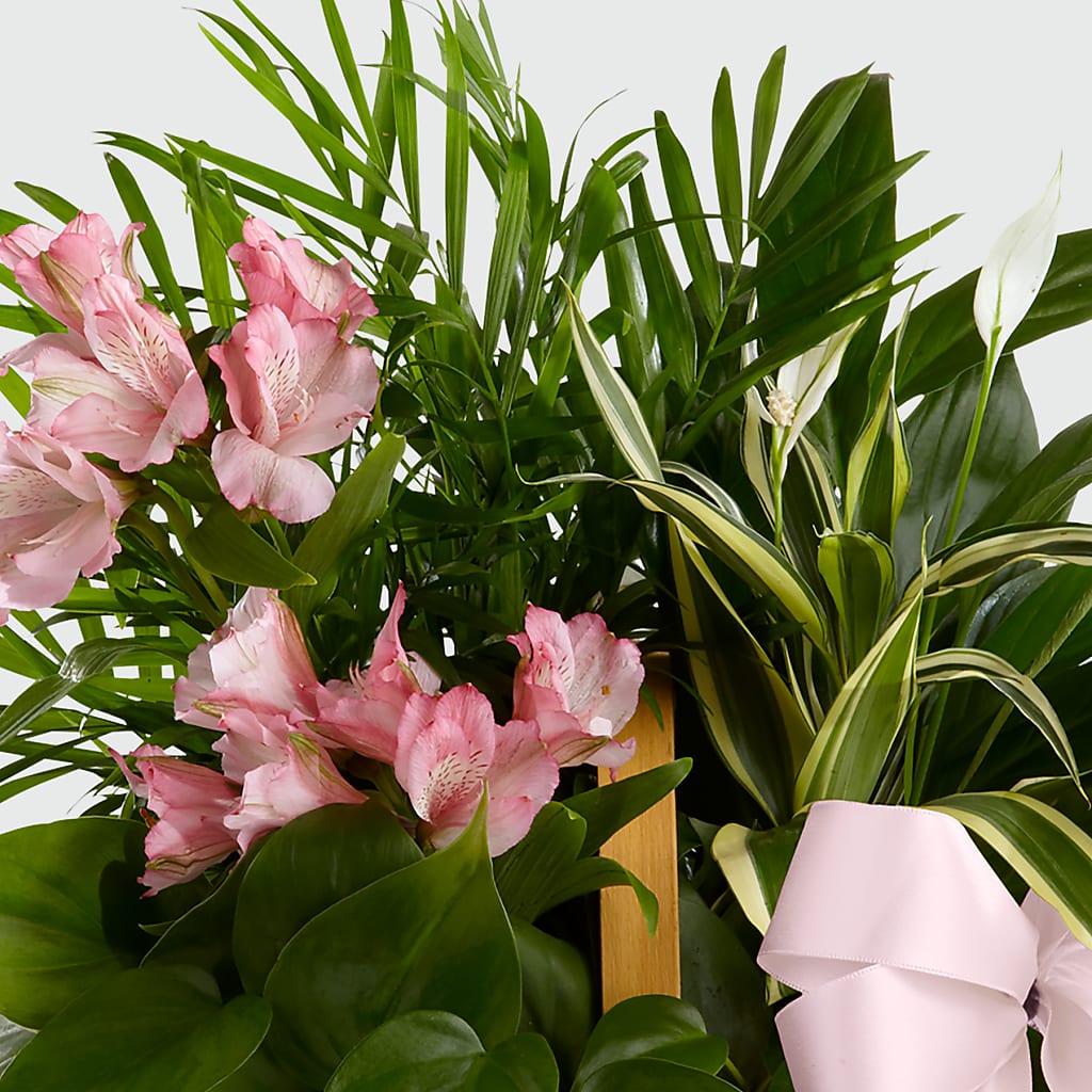Living Spirit Dishgarden –  Floral Design At Evergreen Llc, Princeton NC