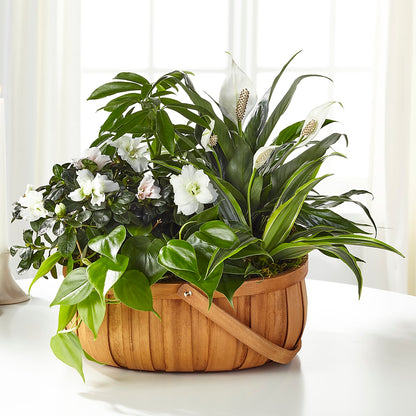Serene Dishgarden –  Floral Design At Evergreen Llc, Princeton NC