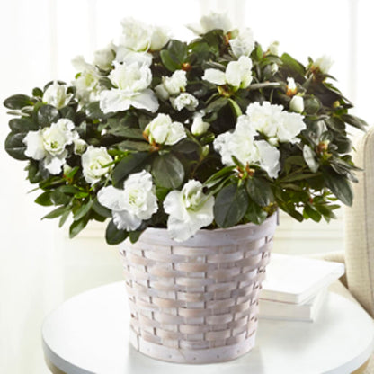 White Azalea Plant –  Floral Design At Evergreen Llc, Princeton NC