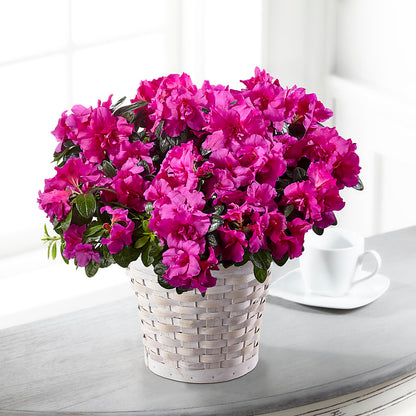 Hope & Serenity Azalea Plant –  Floral Design At Evergreen Llc, Princeton NC