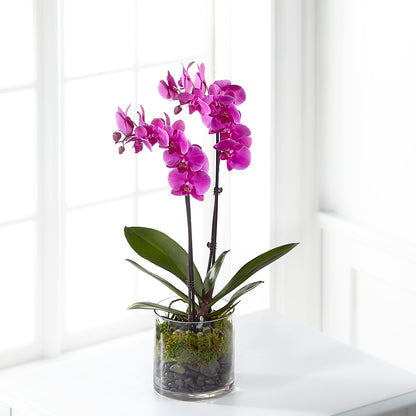 Pink Orchid Plant –  Floral Design At Evergreen Llc, Princeton NC