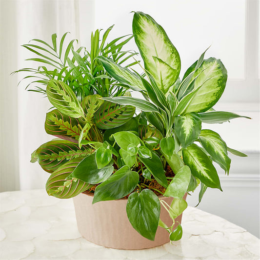 Balance & Harmony Dishgarden –  Floral Design At Evergreen Llc, Princeton NC