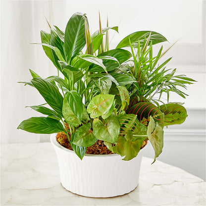 Balance & Harmony Dishgarden –  Floral Design At Evergreen Llc, Princeton NC