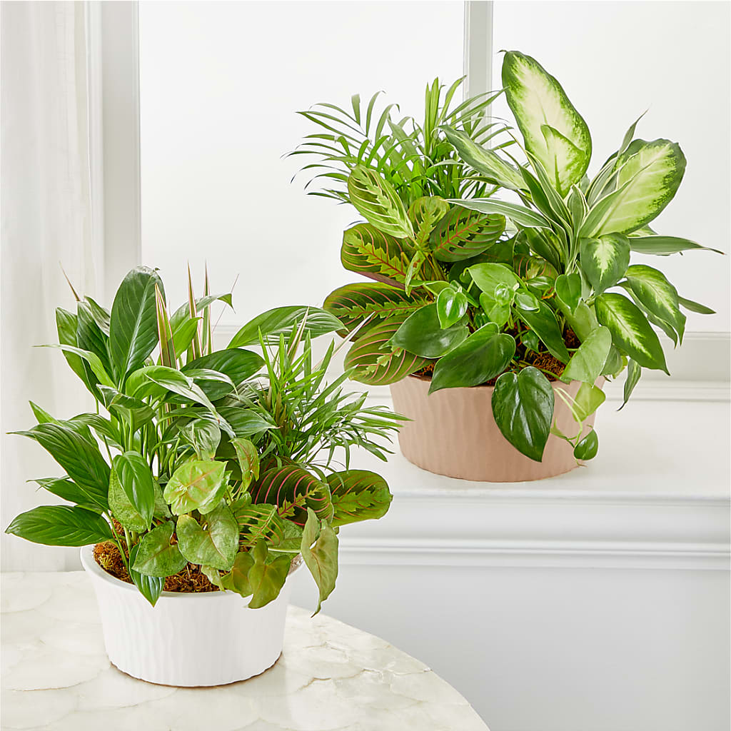 Balance & Harmony Dishgarden –  Floral Design At Evergreen Llc, Princeton NC