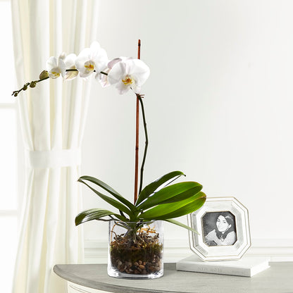 White Orchid Planter –  Floral Design At Evergreen Llc, Princeton NC